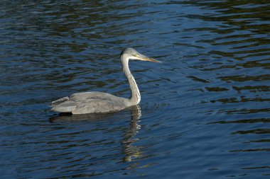 Güzel balıkçıl mavi su ve gün ışığında yüzüyor.