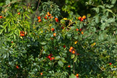 Taze gül kalçaları yazın sonunda bir çalılıkta büyür.