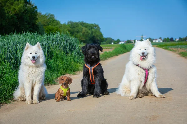 group of dogs showing good behaviour in sitting and staying
