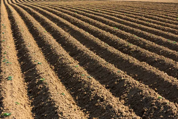 Accurate Rows Potato Plants Field — Stock Photo, Image