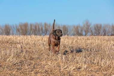 Av köpeği sonbaharda bir tarlada yürür.