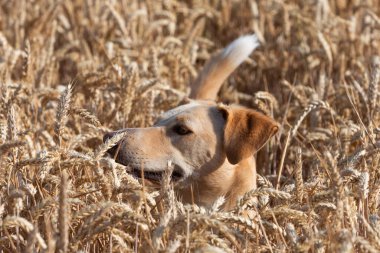 Buğday tarlasında saklanan aynı renkte bir köpek