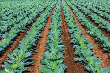Genç lahana bitkileri tarlada sıra sıra yetişir.