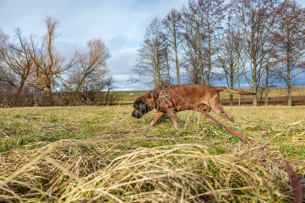 sniffer dog follows a track on a meadow in autumn