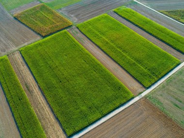 Yazın sonlarında mısır tarlalarının ve köy yolunun havadan görünüşü