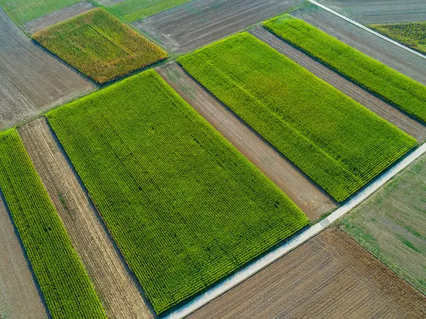 Yazın sonlarında mısır tarlalarının ve köy yolunun havadan görünüşü