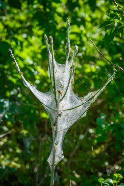 Bahçedeki haşarat tırtılları bitkileri yok eder.