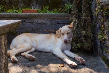 Köpek gölgede dinleniyor.