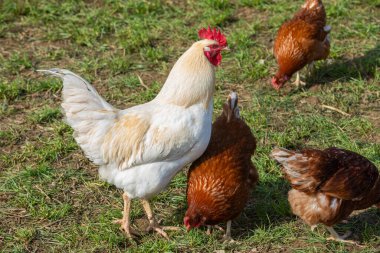 Beyaz horoz dışarıda tavuk arıyor.