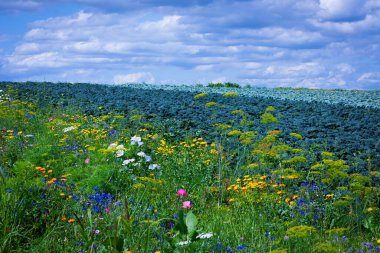 Yazın çiçekli böcek şeritleri böceklere yiyecek sağlar.