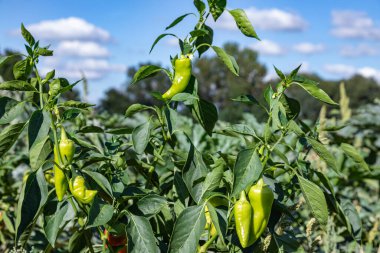 Bahçede biberli biber bitkisi hasat için hazır.