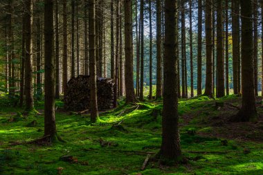 Güzel bir köknar ormanında yakacak odun birikmiş.