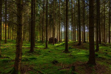 Bir köknar ormanında, yerde yosun ve bir sürü ağaç kökü olan cennet manzarası.