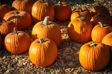 Ekranda bir sürü turuncu balkabağı var.