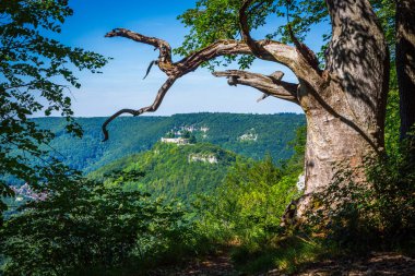 landscape with an old oak tree at the swabian alb with the castle bad urach in the background clipart