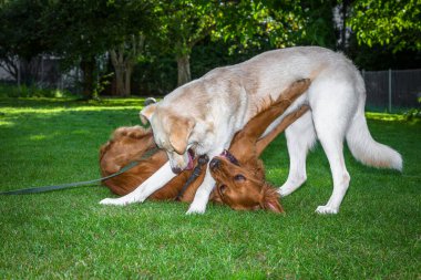 Köpekler bahçede ısırma oyunu oynuyorlar.