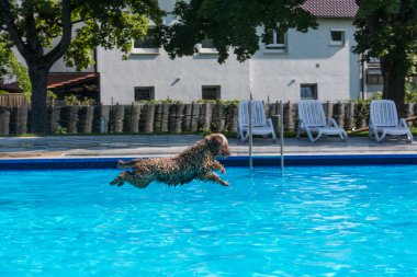 Köpekler sıcak bir yaz gününde havuzda ferahlatıcı bir banyo yaparlar.