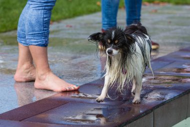 Sıcak bir günde yazın ıslak bir chihuahua evcil hayvanı
