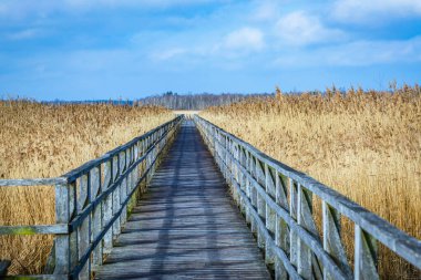 Federasyonun kötü kovasında sazlık boyunca ahşap yol.