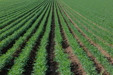 Yazın sonlarında tarlada bir sıra havuç yetişir.