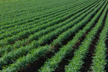 Yazın sonlarında tarlada bir sürü havuç bitkisi.