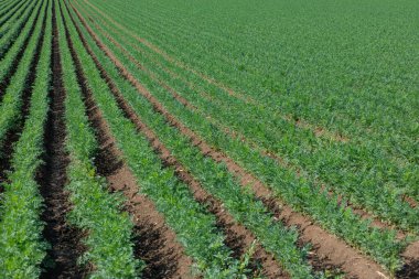 Tarlada sıra sıra havuç yetiştirilmiş tarım geçmişi