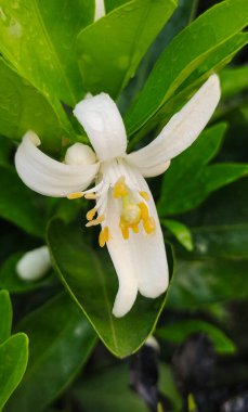Portakallı Malta meyvesi ağacı, Malta limonlu çiçek resmi, portakallı Malta çiçeği.