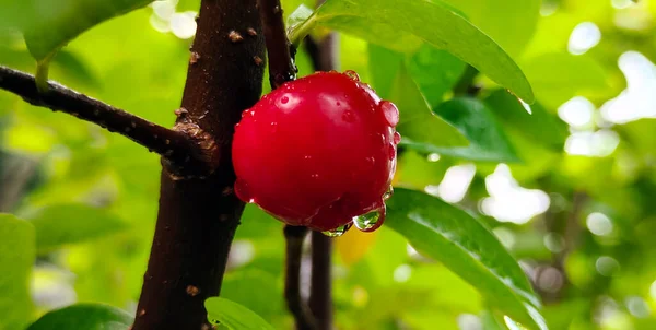 Querida Cereja Vermelha Planta Cerejas Cereja Doce Raindrop Cherry Imagens — Fotografia de Stock