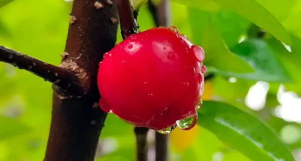 Querida Cereja Vermelha Planta Cerejas Cereja Doce Raindrop Cherry Imagens — Fotografia de Stock
