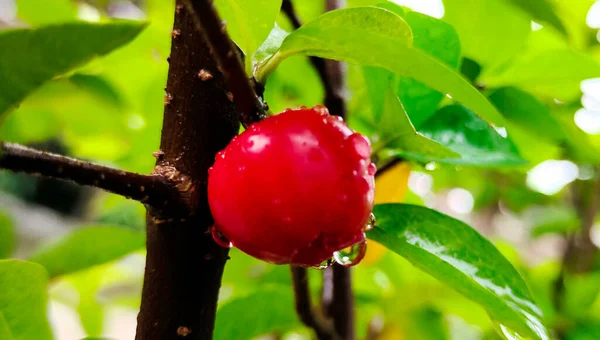 Planta Cereja Vermelha Cerejas Cereja Doce Raindrop Cherry Images Raindrop — Fotografia de Stock