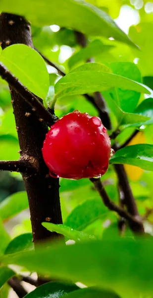 Cerise Douce Raindrop Cherry Images Aliments Naturels Fruits Cerise Goutte — Photo