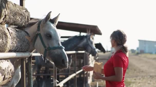 Kırmızı Giyinmiş Bir Kadın Beyaz Siyah Gri Atları Ahırda Besler — Stok video