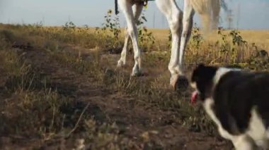 Kırmızı üniformalı bir kadın saman tarlasında beyaz bir atın üzerinde yürüyor. At bacakları yakın. Kameradan uzaklaşır..