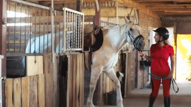 Kırmızı Elbiseli Bir Kadın Beyaz Bir Atı Ahırdan Çıkartıyor — Stok video