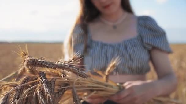 Una Mujer Campo Trigo Centeno Recoge Las Orejas Del Centeno — Vídeos de Stock