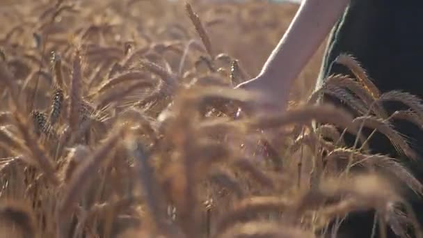Dívka Jde Chlapci Dotýká Uší Pšenice Muž Žena Rande Zlatá — Stock video