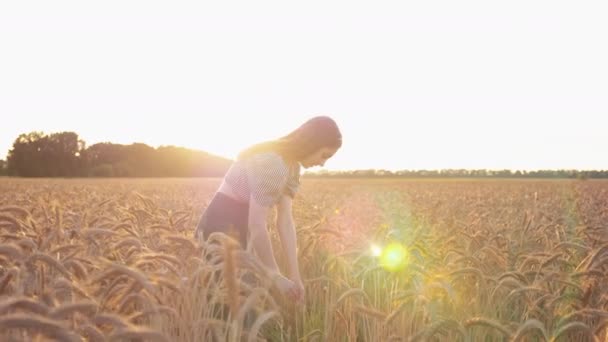 小麦やライ麦畑にいる女性 ライの耳を集める ゴールデンタイム サマー フィールドに一人で — ストック動画