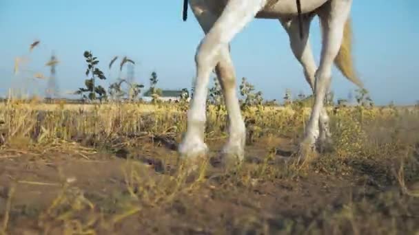 Kobieta Czerwonym Mundurze Chodzi Białym Koniu Polu Siana Końskie Nóżki — Wideo stockowe