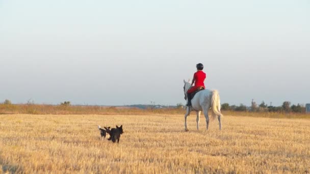 一个穿着红色制服的女人骑着一匹白马在干草地里散步 大范围拍摄 把镜头移开 — 图库视频影像