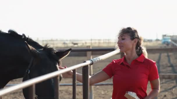 Woman Dressed Red Feeds White Black Gray Horses Stall — Stock Video