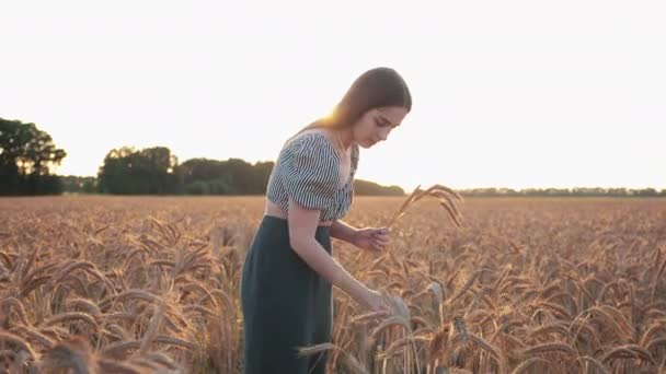 Jedna Žena Pšeničném Nebo Žitném Poli Shromažďuje Uši Žita Zlatá — Stock video