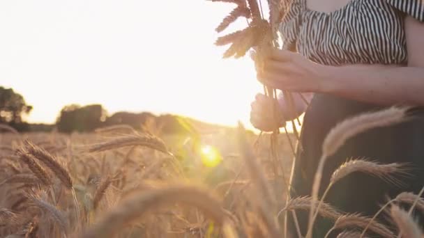 小麦やライ麦畑にいる女性 ライの耳を集める ゴールデンタイム サマー フィールドに一人で — ストック動画