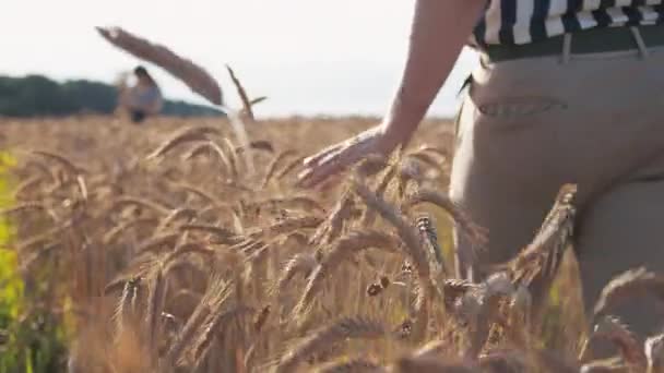 現場でデートする男女 男は女のところへ行き 手で小麦の耳に触れる ゴールデンタイム サマー サマー — ストック動画