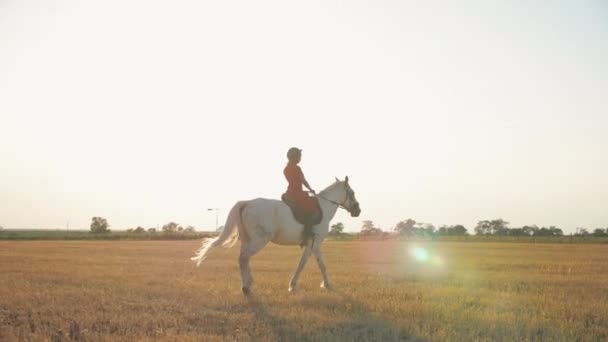 Eine Frau Roter Uniform Geht Auf Einem Weißen Pferd Durch — Stockvideo