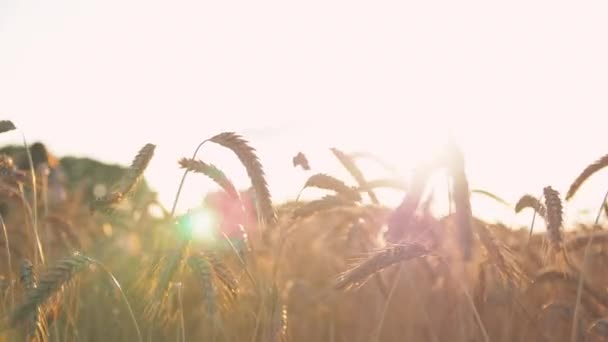 Пшеничне Поле Заході Сонця Вечірня Золота Година — стокове відео