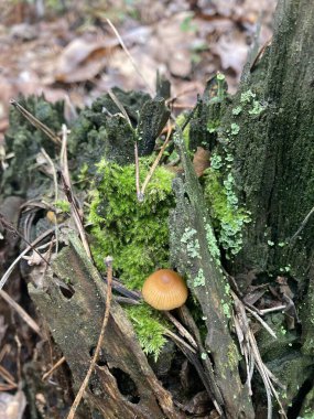 Ormanda mantarlı yosun kaplı ağaç kütüğü.