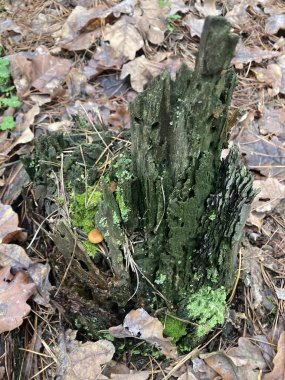 Ormanda mantarlı yosun kaplı ağaç kütüğü.