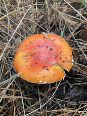 Sonbahar ormanlarında yaprakların arasında tarım mantarları uçuşuyor.