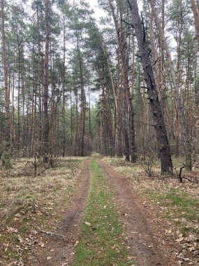 Ukrayna Çam Ormanı, Ukrayna