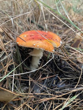 Sonbahar ormanlarında yaprakların arasında tarım mantarları uçuşuyor.